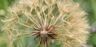 Jak zabezpieczyć oczko wodne przed liśćmi?