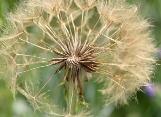 Jak zabezpieczyć oczko wodne przed liśćmi? Jak zabezpieczyć oczko wodne przed liśćmi?