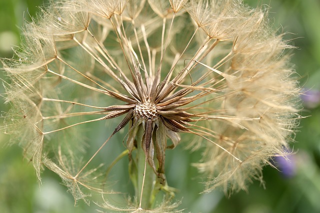 Jak zabezpieczyć oczko wodne przed liśćmi? Jak zabezpieczyć oczko wodne przed liśćmi?