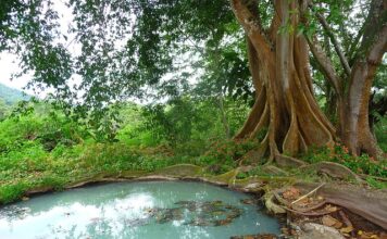 Czym się różni szambo ekologiczne od przydomowej oczyszczalni ścieków?