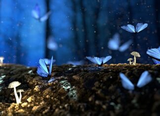 Jakie owady nie lubią wanilii? Jakie owady nie lubią wanilii?