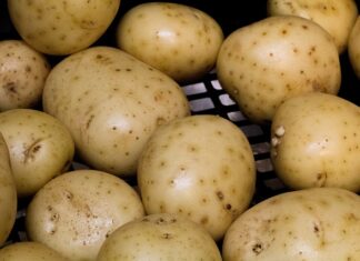 Ile kosztuje sprzęt do pędzenia bimbru?