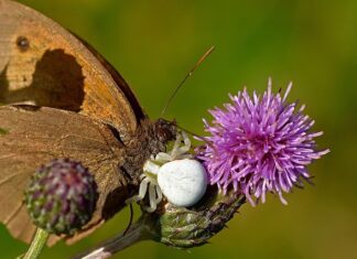 Czym odkurzyć sądzę? Czym odkurzyć sądzę?