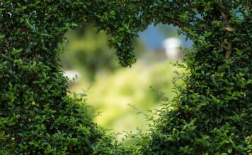 Pod jakie rośliny można wysypać popiół drzewny?