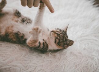 Ile schnie dywan po praniu odkurzaczem? Ile schnie dywan po praniu odkurzaczem?