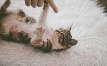 Ile schnie dywan po praniu odkurzaczem?