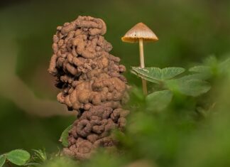 Jak skutecznie pozbyć się robaków?