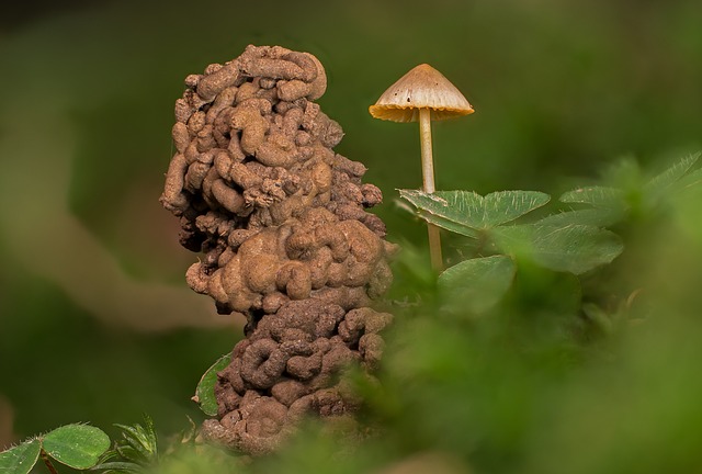 Jak skutecznie pozbyć się robaków? Jak skutecznie pozbyć się robaków?