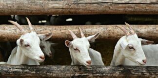 Co jest tańsze w eksploatacji ogrzewanie podłogowe czy grzejniki?