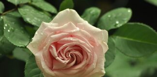 Czy opłaca się zakręcać kaloryfery?