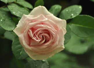 Czy opłaca się zakręcać kaloryfery?