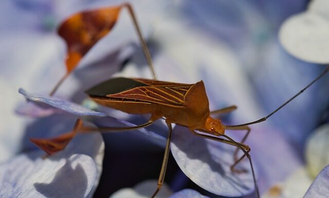 Czego nie lubią pluskwy? Czego nie lubią pluskwy?