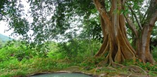 Jak przerobić stare szambo na zbiornik na deszczówkę?