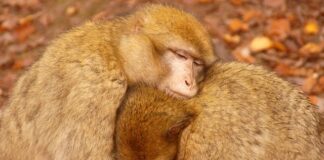 Jak najlepiej grzać podłogówka?