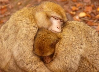 Jak najlepiej grzać podłogówka? Jak najlepiej grzać podłogówka?