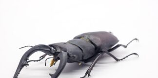 Z czego zrobić łopatę do śniegu?