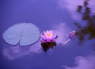 Jak sprawdzić czy będzie woda w stawie? Jak sprawdzić czy będzie woda w stawie?