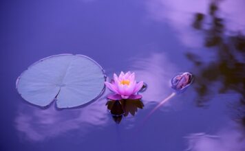 Jak sprawdzić czy będzie woda w stawie?