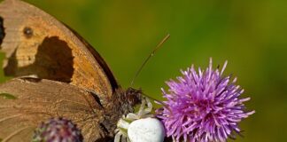 Czym odkurzyć gruz?