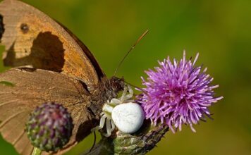 Czym odkurzyć gruz?