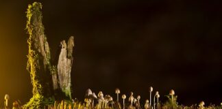 Jakie są rodzaje pyłów?