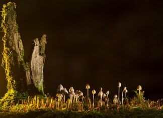 Jakie są rodzaje pyłów? Jakie są rodzaje pyłów?