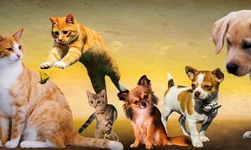 Czy psy lubią zapach lawendy?