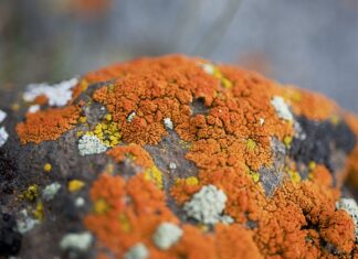 Co na glony w oczku? Co na glony w oczku?