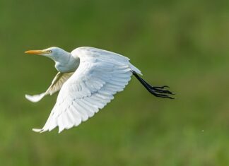 Po co muchy zacierają ręce? Po co muchy zacierają ręce?