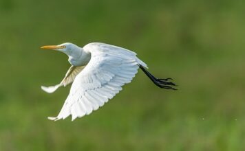 Po co muchy zacierają ręce?