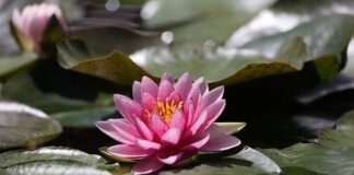 Ile oczek wodnych na działce?