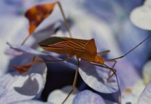 Jak zabezpieczyć mieszkanie w bloku przed pluskwami?