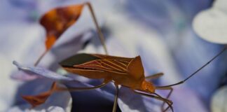 Jak zabezpieczyć mieszkanie w bloku przed pluskwami?