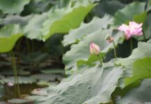 Jak jest rozliczane ogrzewanie w blokach? Jak jest rozliczane ogrzewanie w blokach?