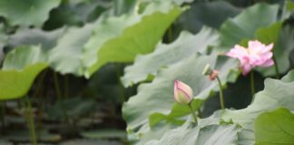 Jak jest rozliczane ogrzewanie w blokach?