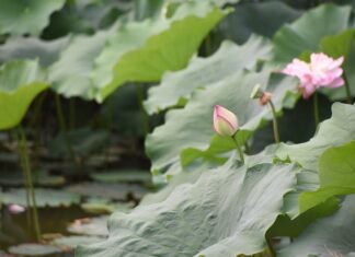 Jak jest rozliczane ogrzewanie w blokach? Jak jest rozliczane ogrzewanie w blokach?