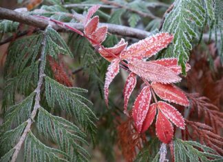 Czy można wykorzystać popiół z grilla? Czy można wykorzystać popiół z grilla?