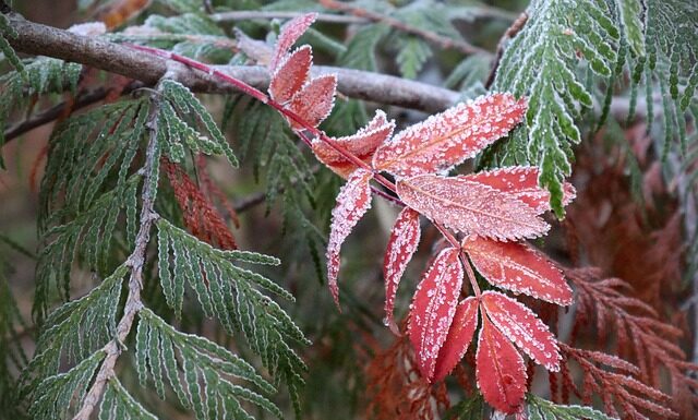Czy można wykorzystać popiół z grilla?