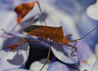 Co zrobić gdy sąsiad ma pluskwy?