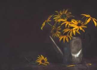 Czy wodą z oczka jest dobra do podlewania? Czy wodą z oczka jest dobra do podlewania?