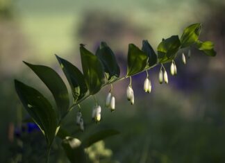Czego się boją dziki? Czego się boją dziki?