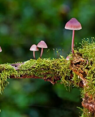 Jakie są rodzaje opraw oświetleniowych?