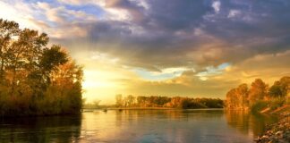 Czy liście orzecha włoskiego są szkodliwe?