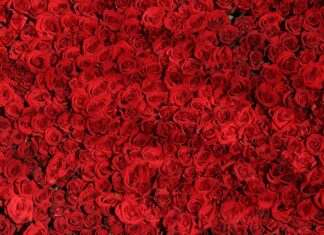 Czy róże można podsypać popiołem drzewnym? Czy róże można podsypać popiołem drzewnym?