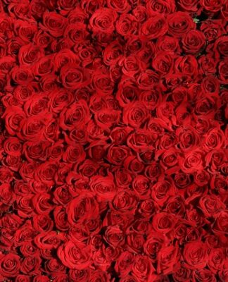 Czy róże można podsypać popiołem drzewnym?