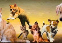 Co odstrasza psy w ogrodzie?