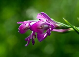 Czym ogrodzić ogródek kwiatowy? Czym ogrodzić ogródek kwiatowy?