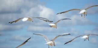 Jak rozwinąć firmę sprzątającą?