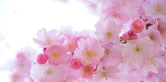 Jakich roślin nie lubią muchy i komary?