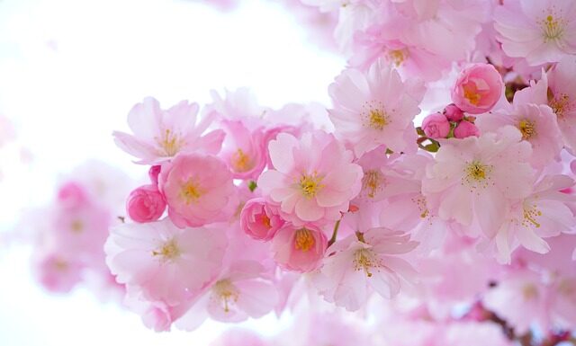 Jakich roślin nie lubią muchy i komary?